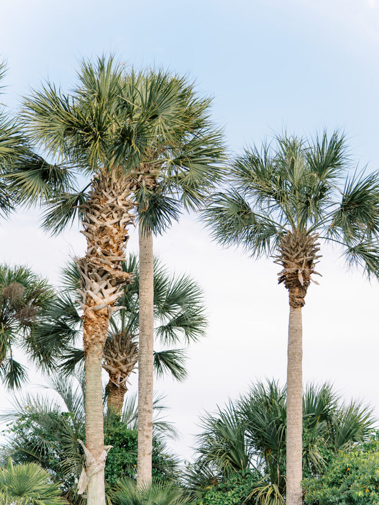 palm trees at garden wedding at carillon 